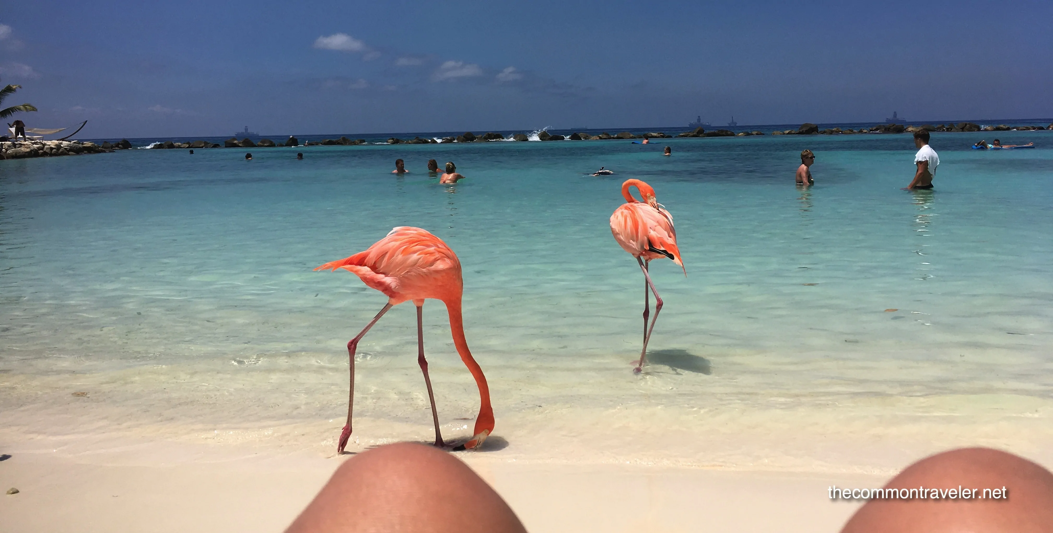 Visiting Flamingo Beach in Aruba