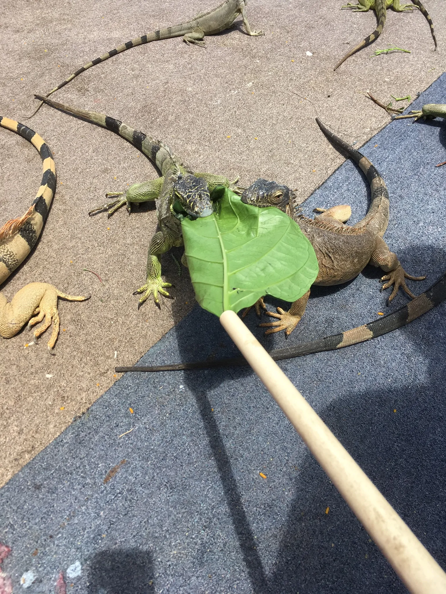 The Best Things to Do in St Marteen on a Port Day featured by top US travel blog, The Common Traveler: St. Maarten