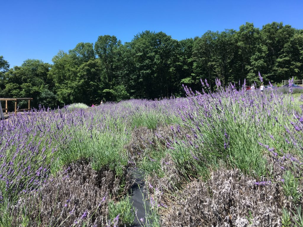 lavender farm lavender field