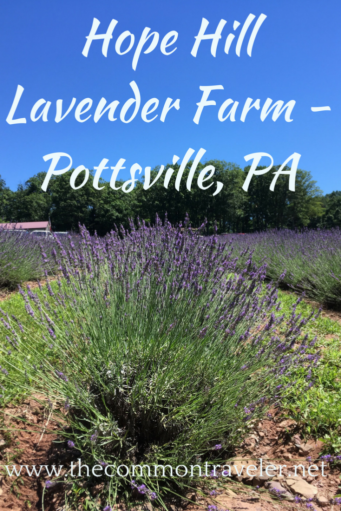 Picture yourself walking through fields of sweet smelling lavender. Doesn’t it sound like a dream? Do you think it is something that can only occur in the fields of Provence? You’d be wrong! We went to a lavender farm in Pottsville, Pennsylvania and it was an amazing experience.