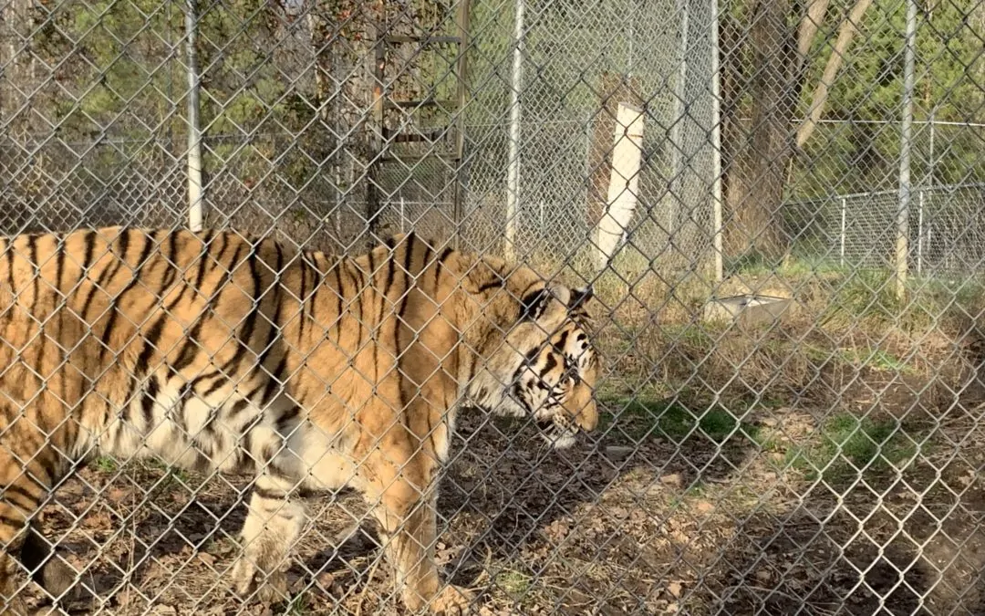 Tigers in North Carolina!
