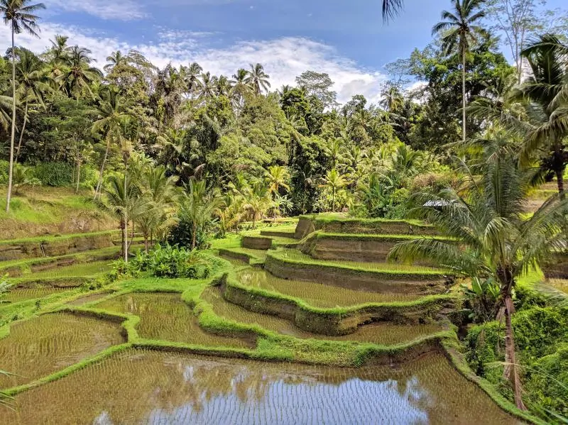 Travel bloggers' favorite places to visit in Asia and Oceania featured by top travel blog, The Common Traveler: rice terraces in Bali