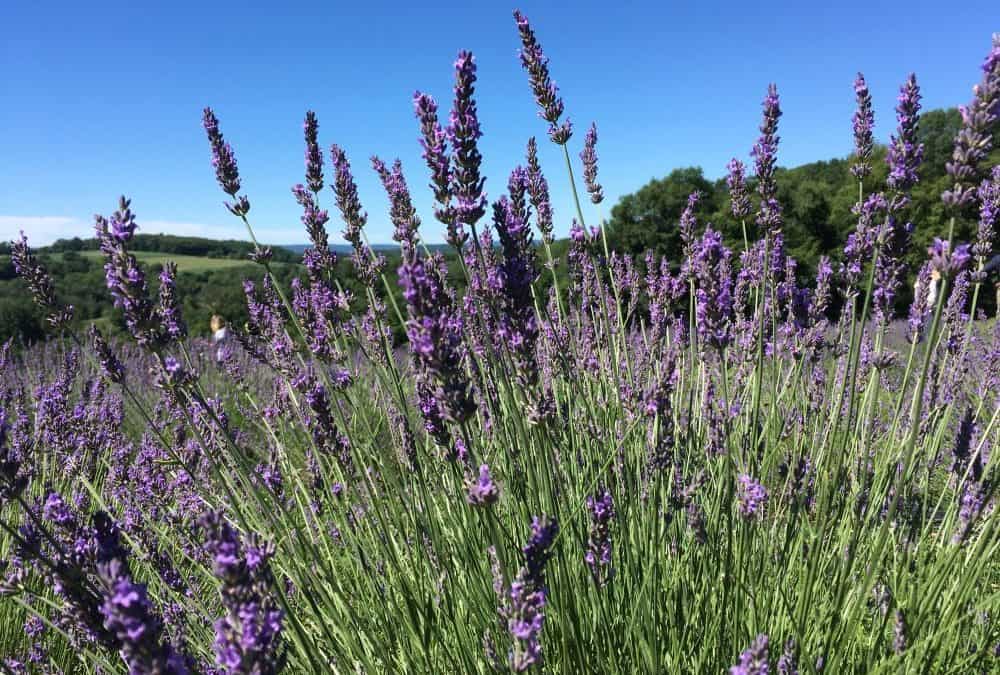 The Top 8 Lavender Farms in NC You Should Visit – 2023!