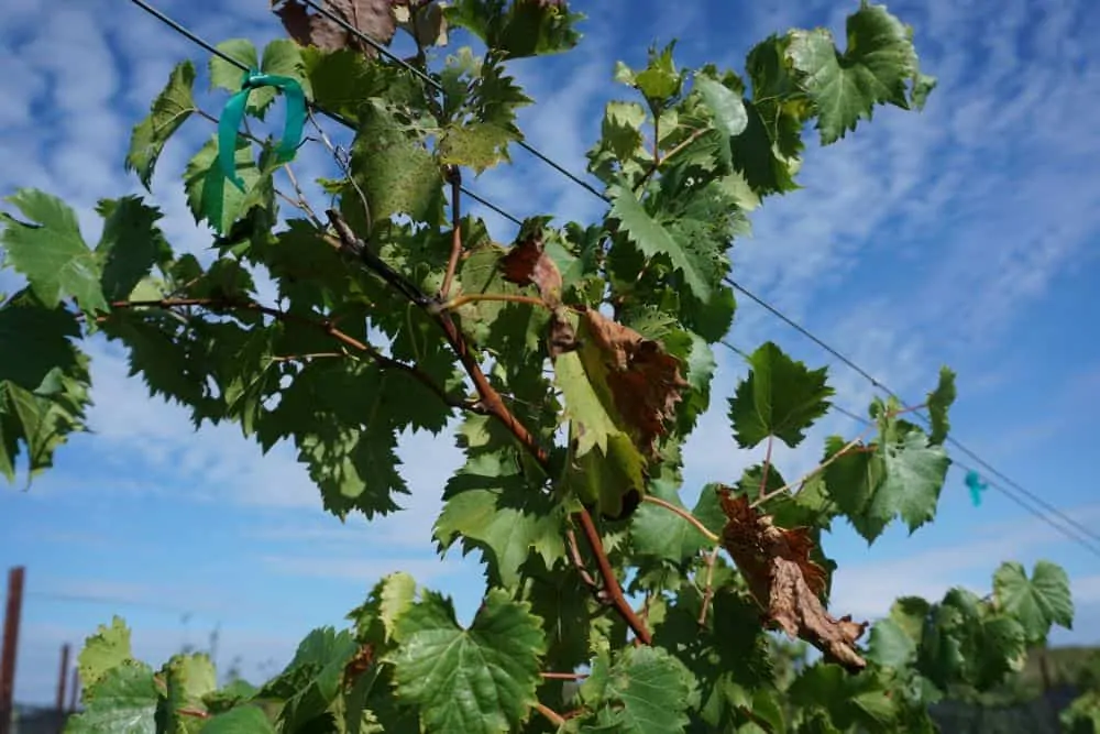 THE 7 BEST NORTH CAROLINA WINE TRAILS TO VISIT featured by top NC blog, The Common Traveler: NC vineyard plant closeup