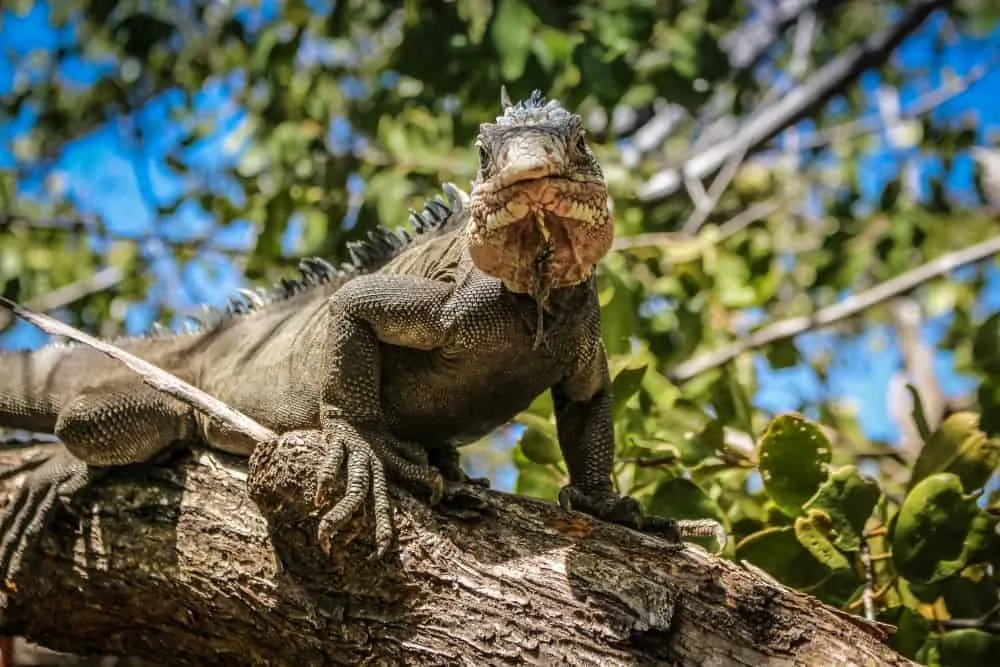 Visiting Flamingo Beach in Aruba, tips featured by top affordable travel blog, The Common Traveler: iguana on tree branch