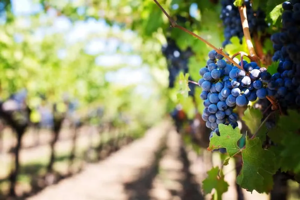 THE 7 BEST NORTH CAROLINA WINE TRAILS TO VISIT featured by top NC blog, The Common Traveler: purple grapes on vineyard vines