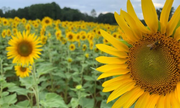 The Best Sunflower Fields in NC to Visit – 2026!