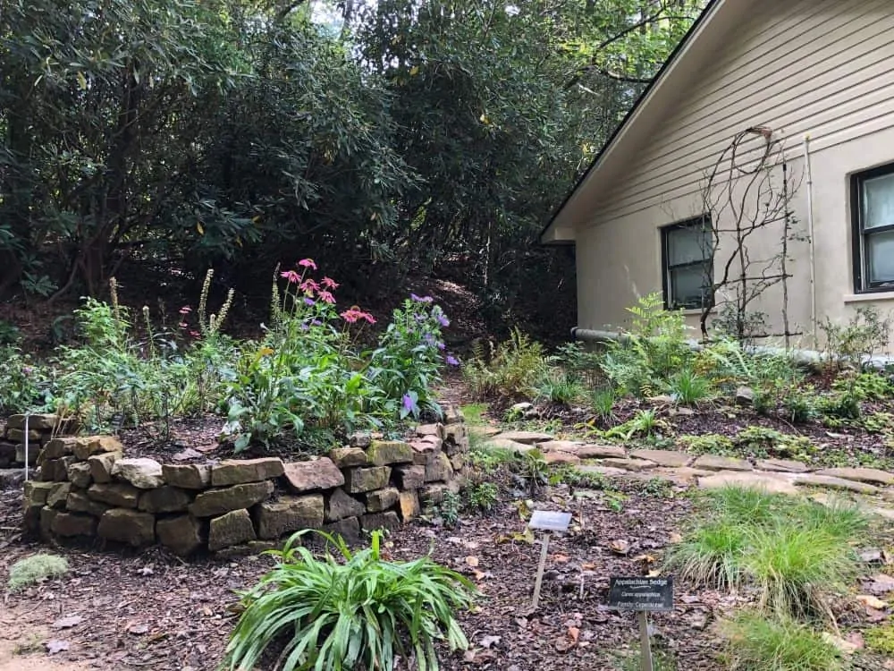 Plants at Highlands Biological Station in NC