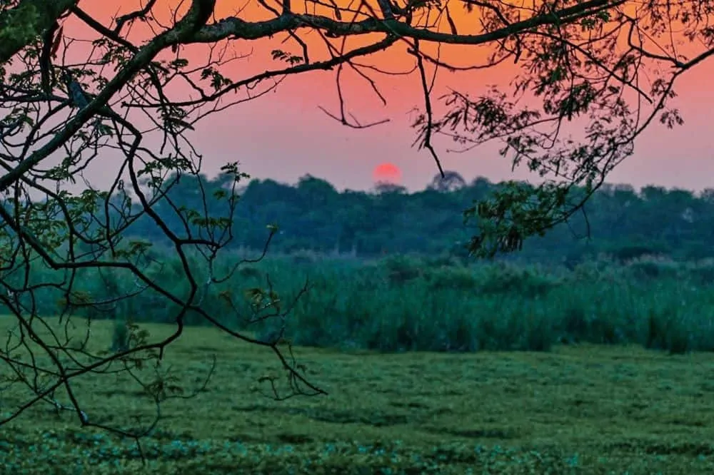THE BEST THINGS TO DO IN DELHI, INDIA - A COMPLETE TRAVEL GUIDE TO INDIA'S HISTORIC CAPITAL featured by  The Common Traveler; Image: sunset at Okhla Bird Sanctuary