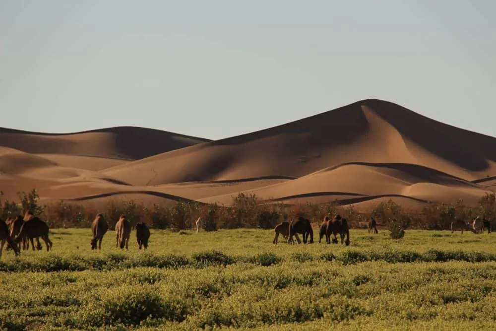 THE ULTIMATE ITINERARY FOR AN UNFORGETTABLE MOROCCO ROAD TRIP featured by top international travel blogger, The Common Traveler; image: camels grazing with sand dunes in background in Morocco