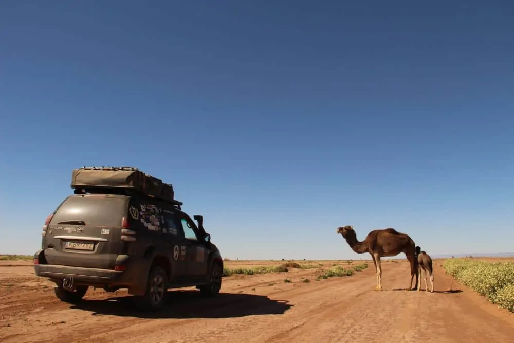 THE ULTIMATE ITINERARY FOR AN UNFORGETTABLE MOROCCO ROAD TRIP featured by top international travel blogger, The Common Traveler; Image Overland truck with camels on road