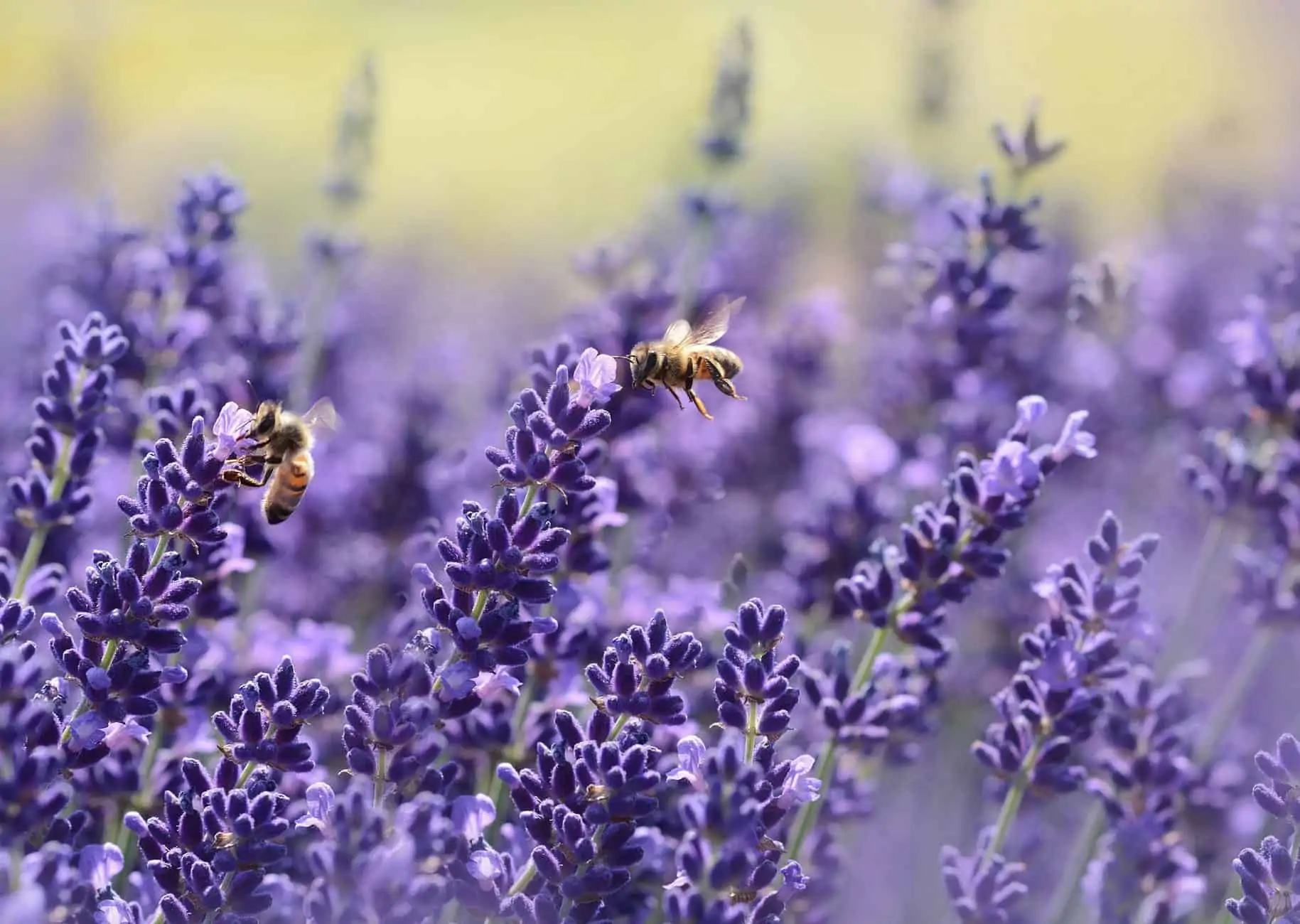 SC Lavender Farms to Visit | The Common Traveler | image: bees on purple flower | Lavender Farms by popular US travel blog, The Common Traveler: image of bees on lavender flowers.