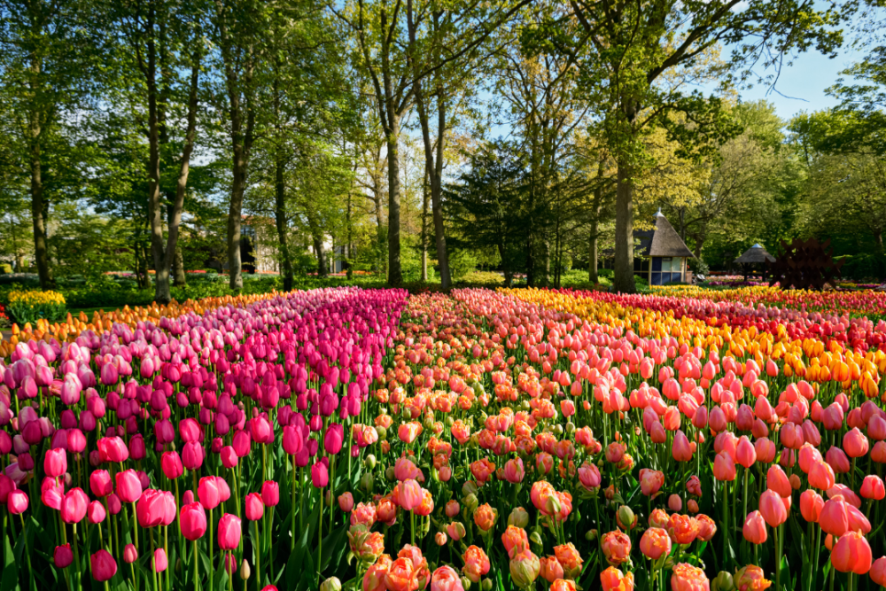 Best Sights in the Netherlands | The Common Traveler | field of tulips in Keukenhof Gardens | Things to see in the Netherlands by popular US international blog, The Common Traveler: image of tulips in the Keukenhof Gardens. 