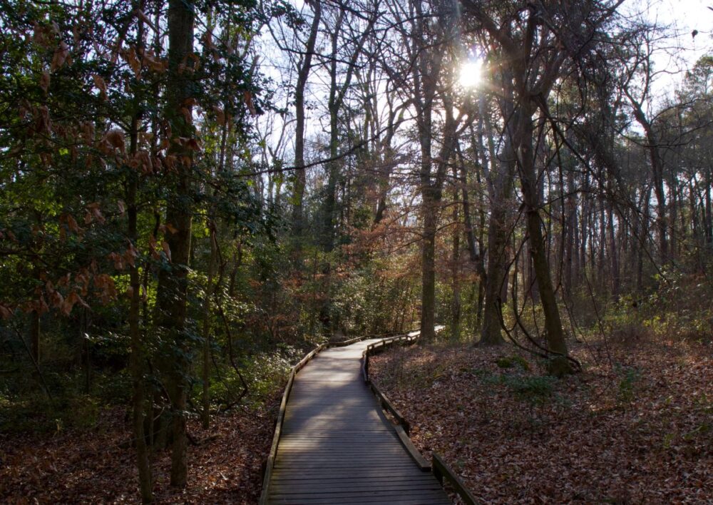 image: wooden walking trail among trees in Congaree National Park, SC | Best Places to Visit in South Carolina: image of a boardwalk trail in Congaree National Park. 