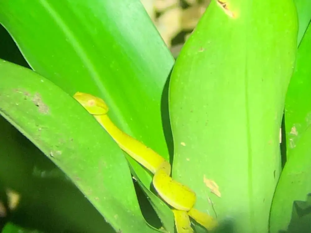 The Common Traveler: 15 Things to Know Before You Travel to Costa Rica During Covid | image: green viper on leaf | Costa Rica travel tips by popular US travel blog, by popular US travel blog, The Common Traveler: image of a viper on a green leaf. 