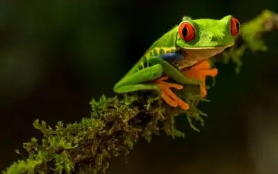 15 Things To Know Before Traveling to Costa Rica in the Time of Covid-19