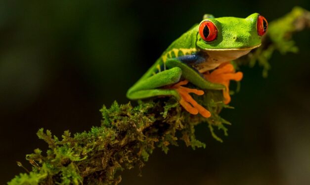15 Things To Know Before Traveling to Costa Rica in the Time of Covid-19