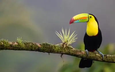 A complete 10 Day Costa Rica Itinerary: the Best Things To Do