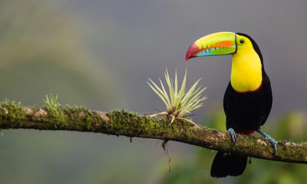 A complete 10 Day Costa Rica Itinerary: the Best Things To Do