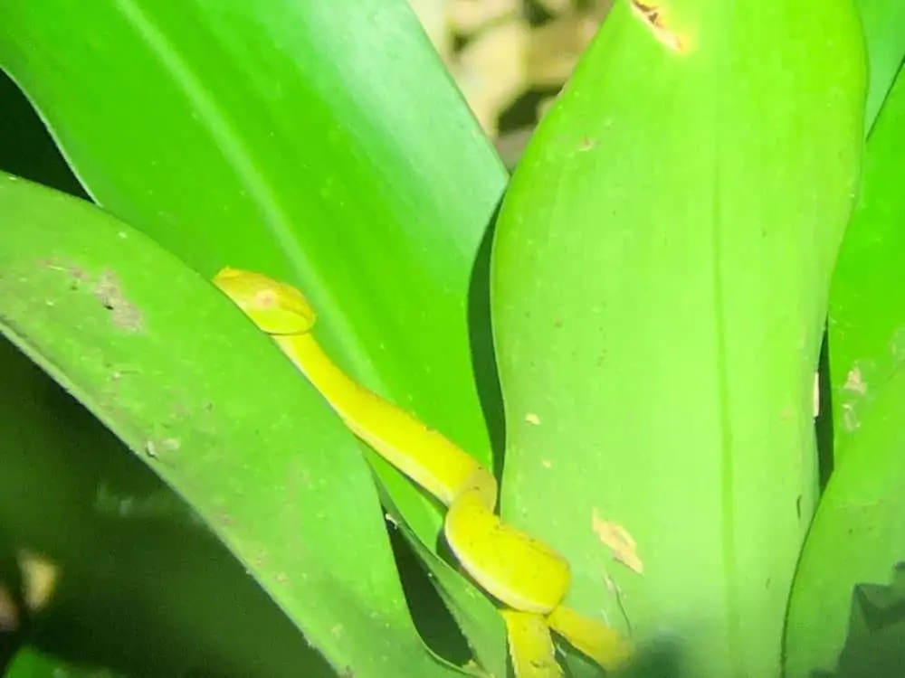 A Complete 10 Day Costa Rica Itinerary | The Common Traveler | image: green viper on leaf | Costa Rica Itinerary by popular US international travel blog, The Common Traveler: image of a green viper on a leaf.