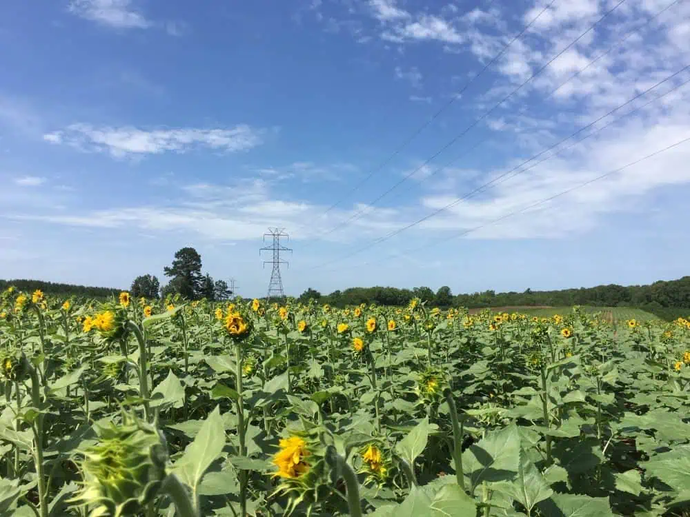 draper-sunflower-fields-south-carolina