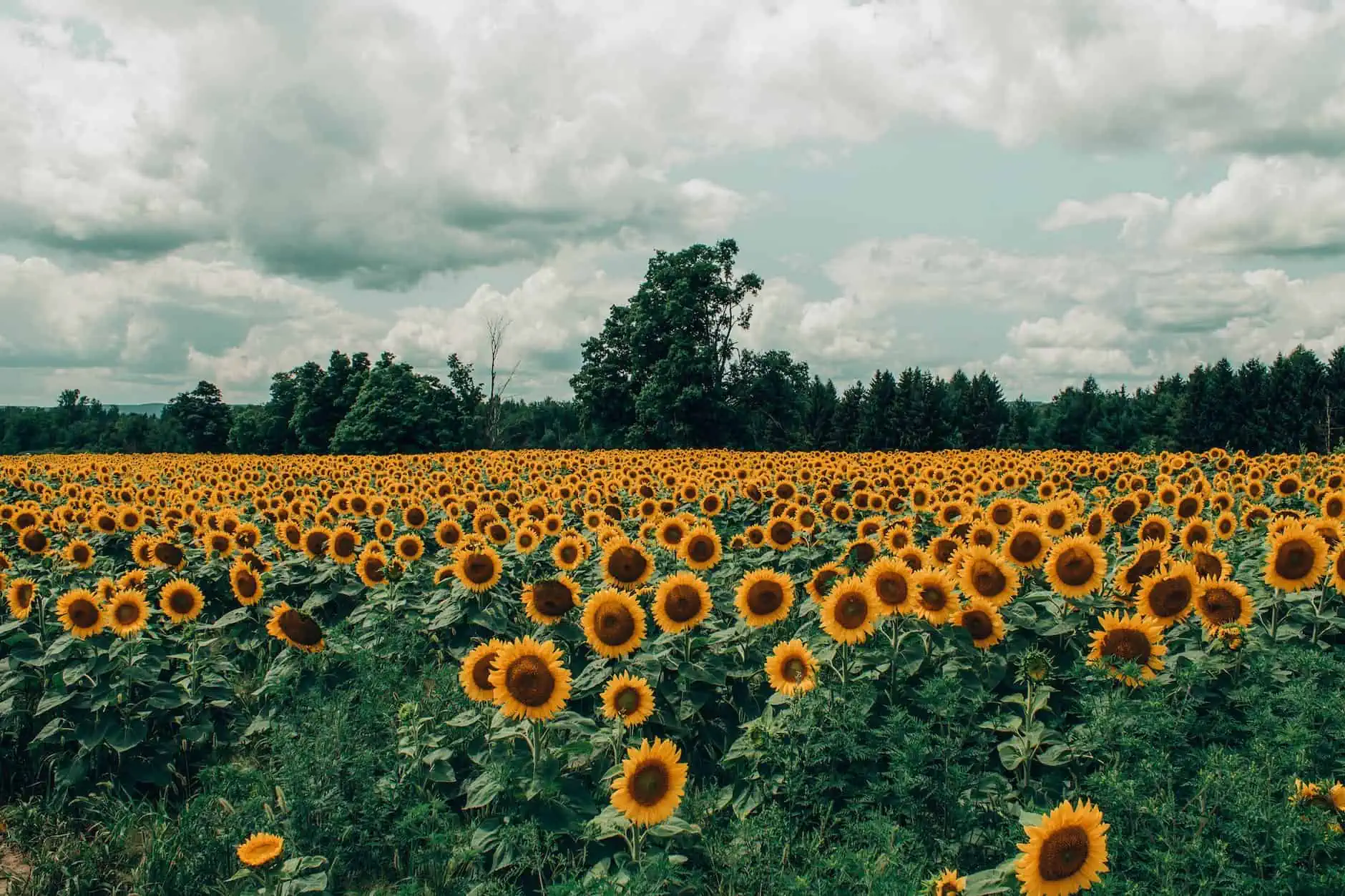 Best Sunflower Fields in South Carolina | The Common Traveler | image: bed of sunflowers with stormy clouds overhead