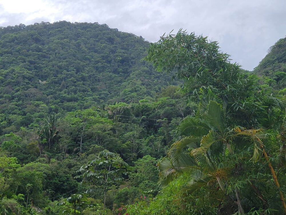 4 Days in Puerto Vallarta | The Common Traveler | image: zip lines through jungle