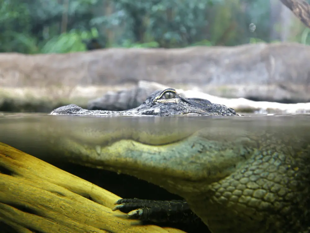 Best Things to Do in Tampa | The Common Traveler | image: alligator at aquarium