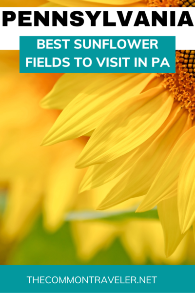Best Sunflower Fields in Pennsylvania | The Common Traveler shares the best fields to visit to get your fill of sunflowers in Pennsylvania! August is the best month, so start planning your visit with these tips!