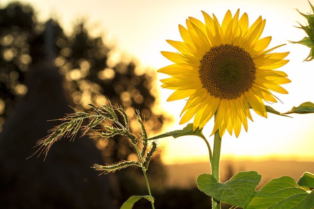 Best Sunflowers Fields in Virginia | The Common Traveler | image: sunflower against sunny background