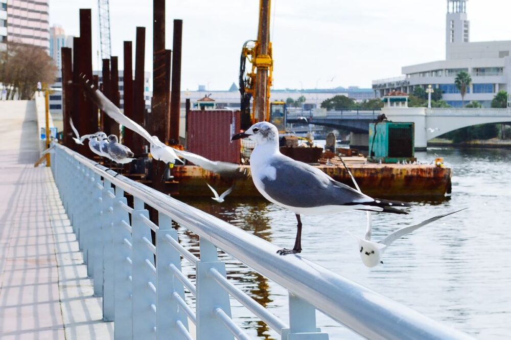 Best Things to Do in Tampa | The Common Traveler | image: seagull sitting on railing at Tampa Riverwalk 