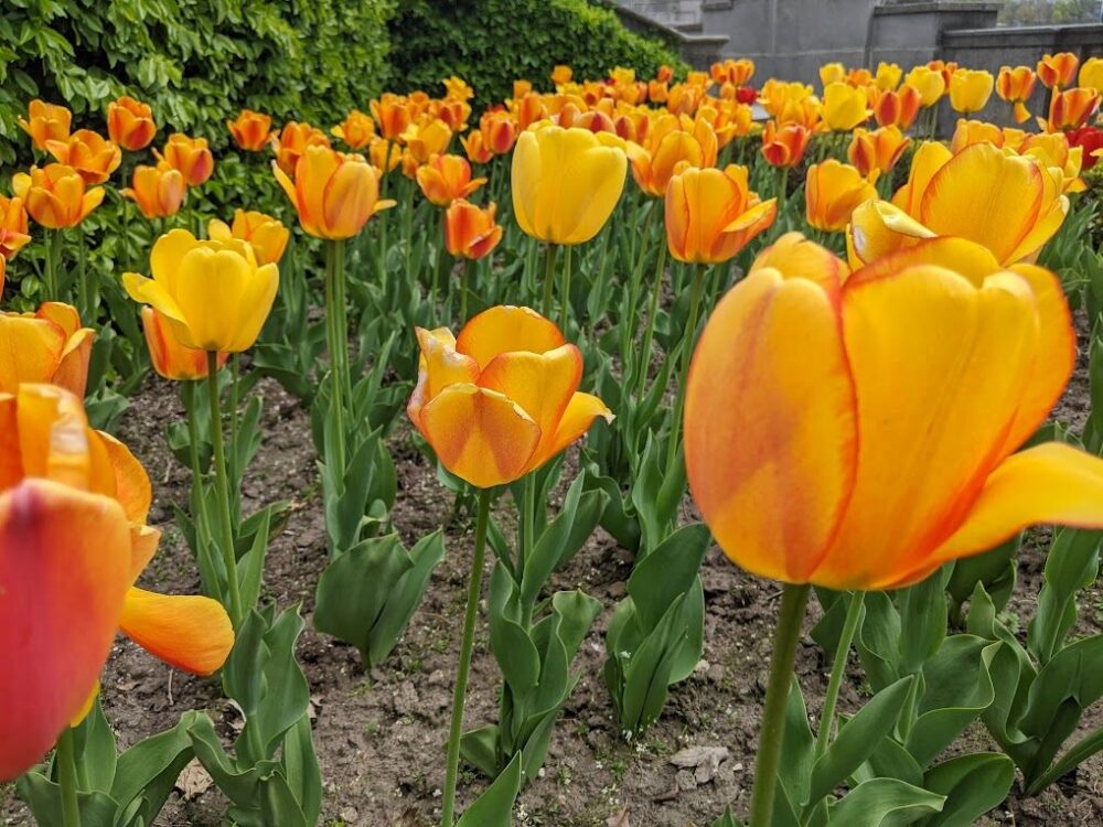 16 Best Things to do in Ottawa, Canada | The Common Traveler | image: yellow tulips