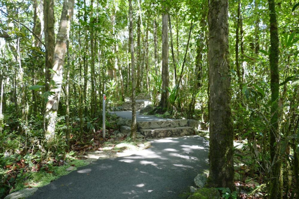 Cairns Travel Guide | The Common Traveler | image: walking trail in Daintree Rainforest