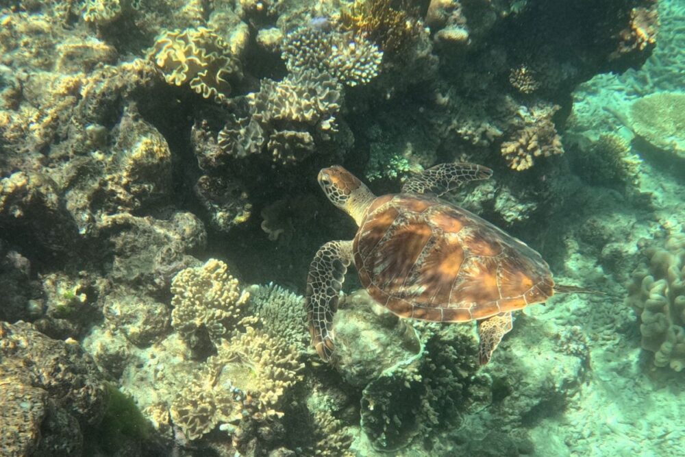 Cairns Travel Guide | The Common Traveler | image: sea turtle on Great Barrier Reef