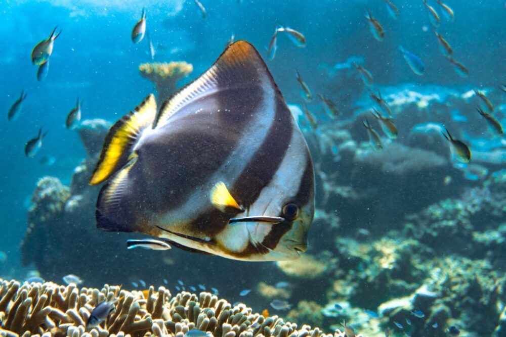 Cairns Travel Guide | The Common Traveler | image: fish on Great Barrier Reef
