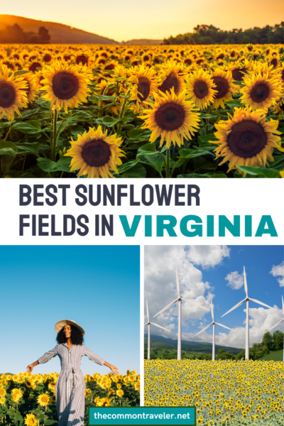 Experience the magic of Virginia's sunflower fields like never before. Our guide takes you on a journey through these stunning landscapes, revealing the most picturesque spots and offering tips for capturing the perfect sunny moment. | thecommontraveler.net
