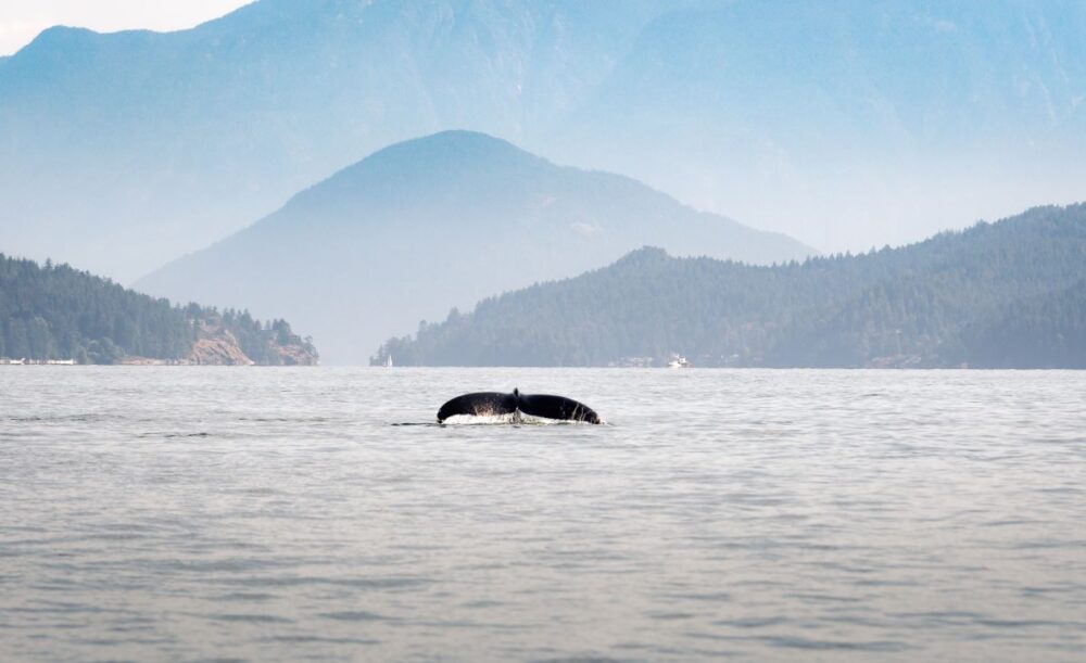 21 Best Things to Do in Vancouver | The Common Traveler | image: whale tail from Vancouver Island