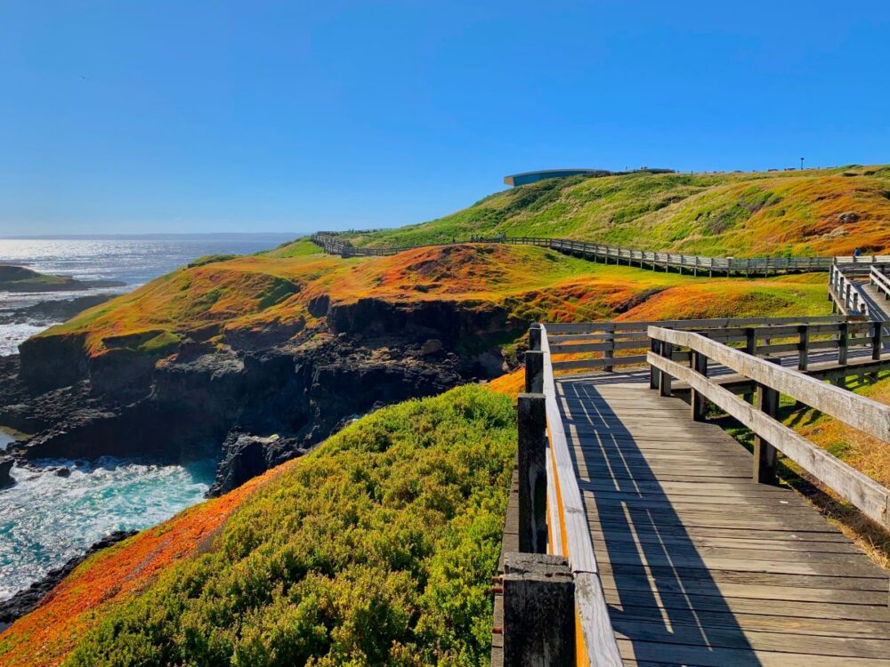 10 Best Things to do in Victoria | The Common Traveler | image: wooden boardwalk in fall grassy areas on Phillip Island