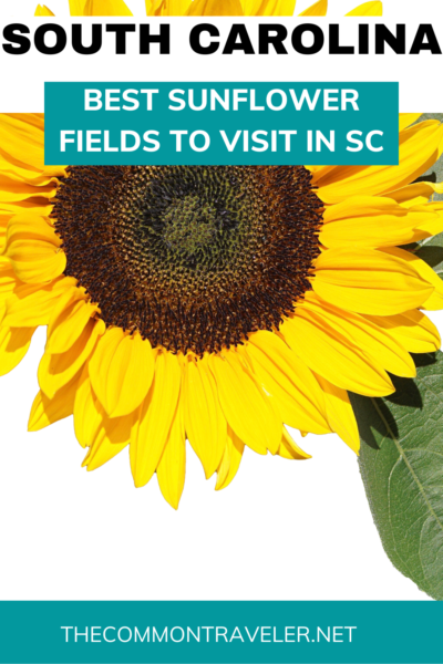 Best Sunflower Fields in South Carolina | The Common Traveler shares the best sunflower fields that you can visit in South Carolina. Check out all these cuties!

#sunflower #sunflowers #sunflowersc #sunflowerssc #visitsc
