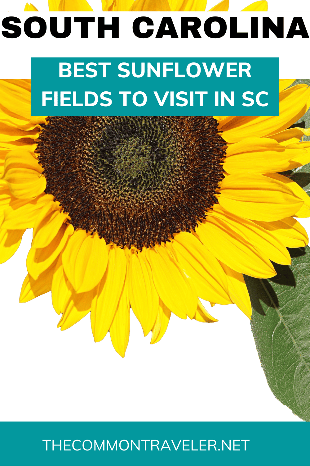 Best Sunflower Fields in South Carolina 2024! The Common Traveler