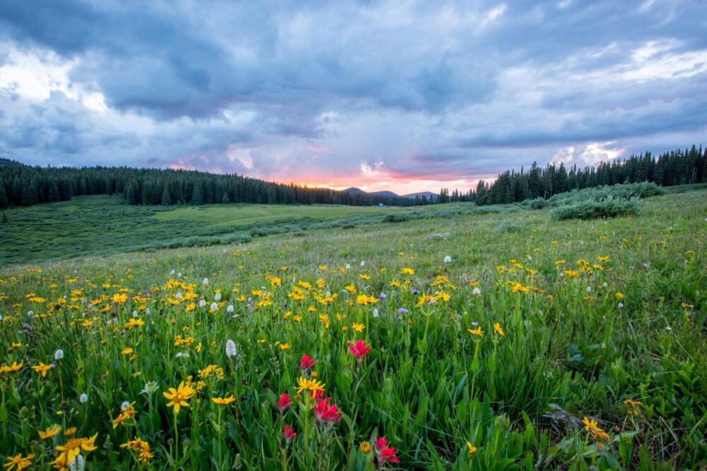 Colorado One Week Itinerary for Summer | The Common Traveler | image: Shrine Pass field of flowers outside Vail