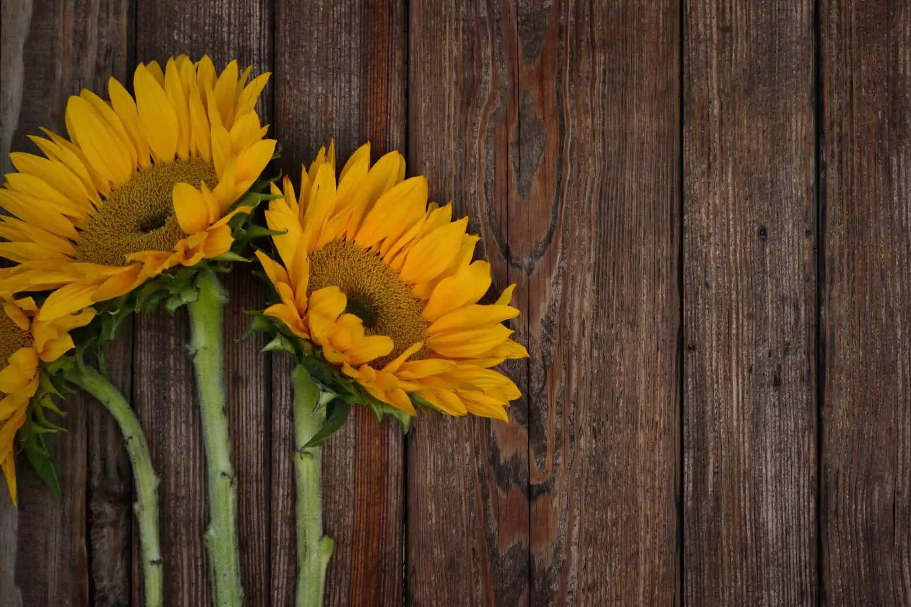 Best Sunflower Fields in Pennsylvania | The Common Traveler | image: three sunflowers on table