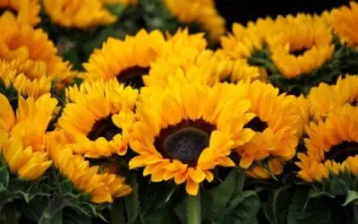 The Best Sunflower Fields in Maryland – 2026!
