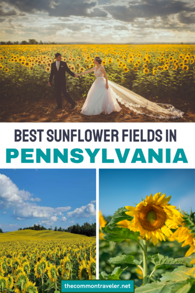 Best Sunflower Fields in Pennsylvania | The Common Traveler shares the best fields to visit to get your fill of sunflowers in Pennsylvania! August is the best month, so start planning your visit with these tips!