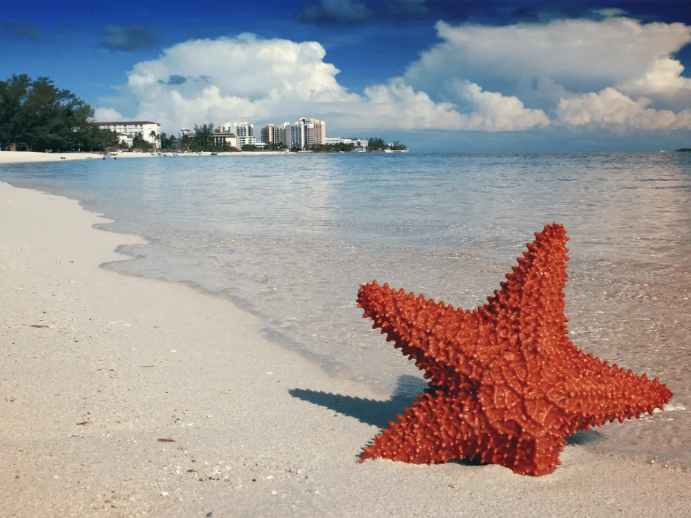 Port Day Guide: Nassau, Bahamas | The Common Traveler | image: red starfish on beach with hotels in background
