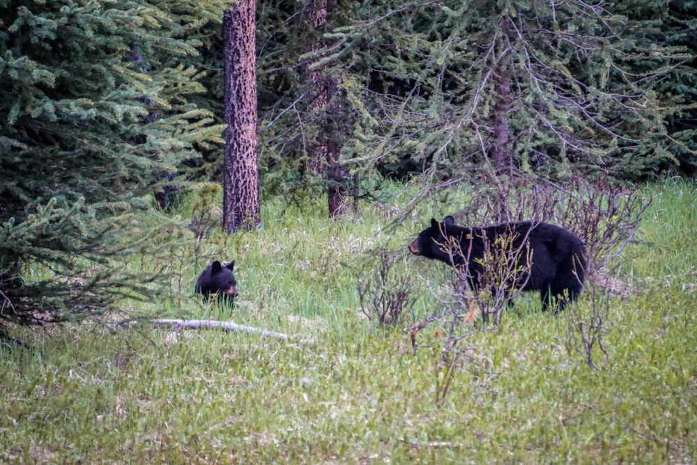 Banff Itinerary 7 Days | The Common Traveler | image: bear with cub in woods