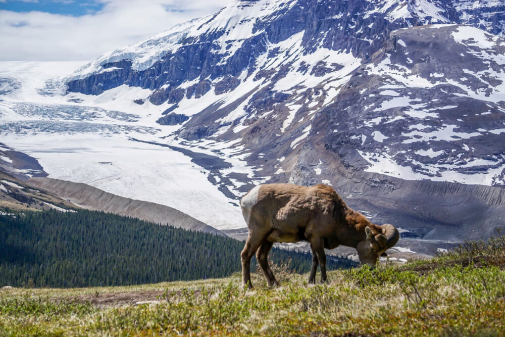 Banff Itinerary 7 Days | The Common Traveler | image: wild goat on Wilcox Pass