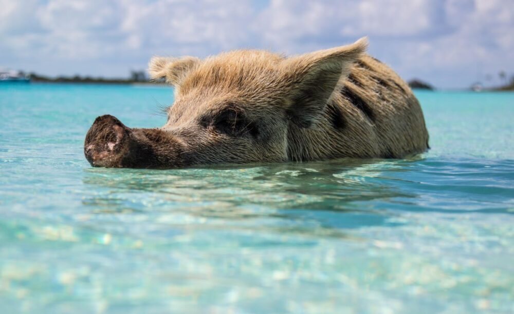 Port Day Guide: Nassau, Bahamas | The Common Traveler | image: brown pig swimming in clear waters