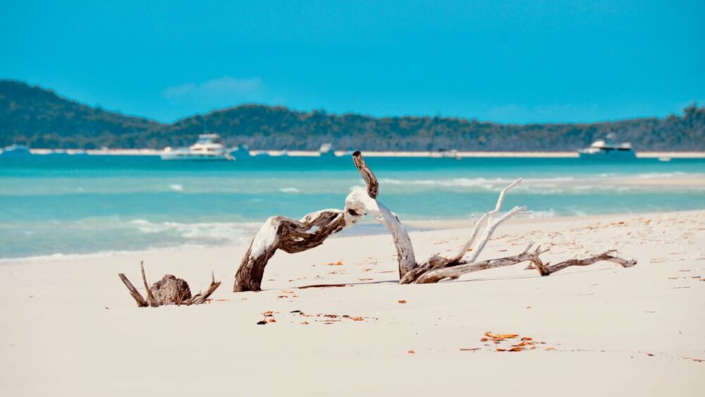 5 Amazing Beaches to Visit in Australia | The Common Traveler | image: wood on beach at Whitehaven Beach