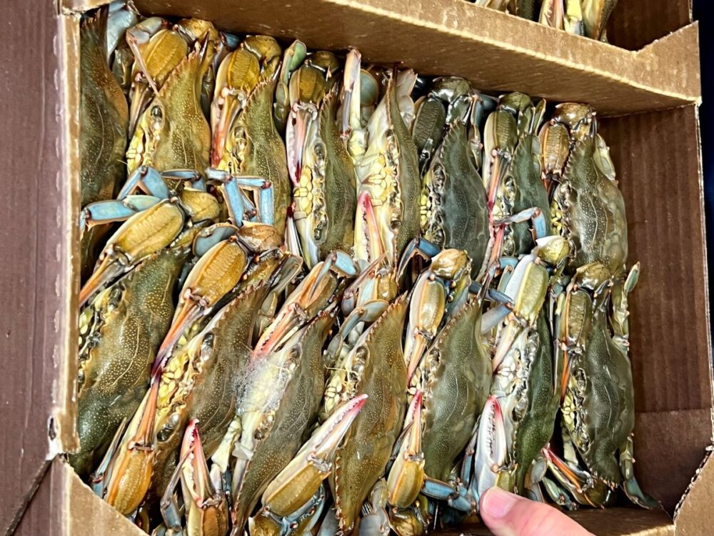 20 Things to Do on Kent Island, Queen Anne's County, MD | The Common Traveler | image: box of blue crabs